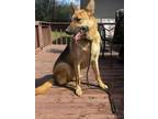 Adopt Valor a Brown/Chocolate - with Tan German Shepherd Dog / Mixed dog in