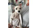 Adopt Baxter a White Bichon Frise / Mixed dog in Skippack, PA (41302931)