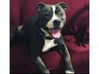 Adopt Rocco a Gray/Silver/Salt & Pepper - with White American Pit Bull Terrier /