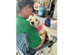 Adopt Brynn a White Bichon Frise / Mixed dog in Skippack, PA (41302779)