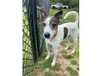 Adopt Boomer a White Terrier (Unknown Type, Small) / Mixed dog in Springfield