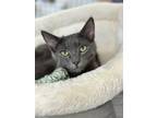 Adopt Bob a Gray or Blue Domestic Shorthair (short coat) cat in Quincy