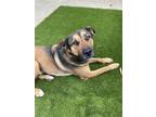 Adopt Duke a Brown/Chocolate - with Tan Shepherd (Unknown Type) / Mixed dog in