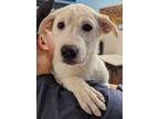 Adopt Brownie - Light Pink Collar - AVAILABLE a Tan/Yellow/Fawn Mixed Breed