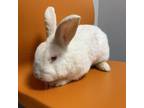 Adopt Doc a White Satin / Satin / Mixed (short coat) rabbit in Janesville