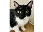 Adopt Toad a All Black Domestic Shorthair / Domestic Shorthair / Mixed cat in