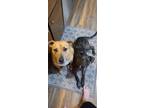 Adopt Ozzie a Brindle Catahoula Leopard Dog / Mutt / Mixed dog in Reno