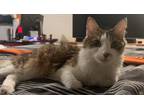 Adopt Yummi a White (Mostly) Domestic Shorthair / Mixed (medium coat) cat in