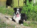 Adopt Karly a Black Australian Shepherd / Terrier (Unknown Type
