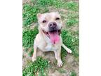 Adopt Layla a Tan/Yellow/Fawn American Pit Bull Terrier / Great Pyrenees / Mixed