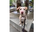 Adopt Benelli Houston a White Labrador Retriever dog in Provo, UT (40627053)