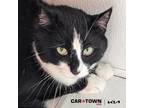 Adopt Pepper a Domestic Shorthair / Mixed cat in Lexington, KY (41302404)
