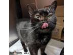 Adopt Salem a Domestic Shorthair / Mixed cat in Lexington, KY (41302402)