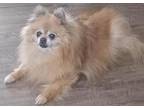 Adopt Muffy a Tan/Yellow/Fawn Pomeranian / Mixed dog in Wichita, KS (41302380)