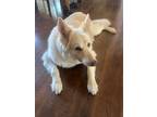 Adopt Salvatore a White Shepherd (Unknown Type) / Mixed dog in Deer Park