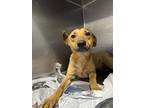 Adopt Celia a Tan/Yellow/Fawn Mixed Breed (Medium) / Mixed dog in Baton Rouge