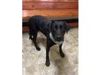 Adopt Ollie a Black Labrador Retriever / Mixed dog in Pilot Point, TX (41302432)
