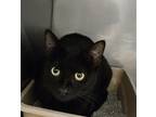 Adopt Ninja a All Black Domestic Shorthair cat in Granbury, TX (41302419)