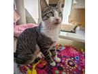 Adopt Mama Mia a Brown or Chocolate Domestic Shorthair / Domestic Shorthair /