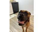 Adopt Leila a Tan/Yellow/Fawn Boxer / Mixed dog in San Diego, CA (41302466)