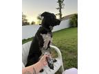 Adopt OREO a Black - with White Pointer / Husky / Mixed dog in Cape Coral