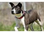 Adopt Della a Black Australian Shepherd / Mixed dog in Davenport, IA (41300214)