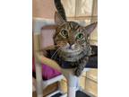 Adopt Doc Holliday a Brown or Chocolate Domestic Shorthair / Domestic Shorthair