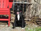 Adopt Karla a Black Australian Shepherd / Terrier (Unknown Type