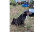 Adopt Lady (& her 7 puppies) a Gray/Silver/Salt & Pepper - with White Mutt /