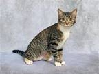 Adopt SHASTA a Brown or Chocolate Domestic Mediumhair / Mixed (medium coat) cat