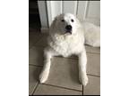 Adopt Percy a White Great Pyrenees / Mixed dog in Sevierville, TN (40126718)