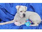 Adopt Elsa a White Boxer / Mixed dog in Cuba, NY (41297781)