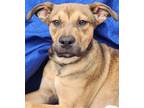 Adopt Xena a Black - with Tan, Yellow or Fawn German Shepherd Dog / Mixed dog in