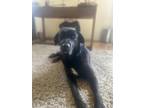 Adopt Dahlia a Black - with White Boxer / Labrador Retriever / Mixed dog in