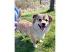Adopt Sommy a Tan/Yellow/Fawn - with White Pekingese / Mixed dog in Bedford