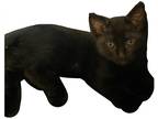 Adopt koko a All Black Domestic Shorthair / Mixed (short coat) cat in Seguin