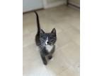 Adopt Fig a Gray or Blue (Mostly) Domestic Shorthair / Mixed (short coat) cat in