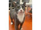 Adopt Cleo (Cocoa Adoption Center) a Gray or Blue Domestic Shorthair / Domestic
