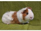 Adopt Willow a Brown or Chocolate Guinea Pig / Guinea Pig / Mixed small animal