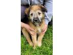 Adopt Brownie a Black German Shepherd Dog / Mixed dog in Robinson, IL (41302094)