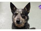 Adopt Sal a Gray/Blue/Silver/Salt & Pepper Australian Cattle Dog / Mixed dog in