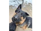 Adopt Thor a Black German Shepherd Dog / Mixed Breed (Medium) / Mixed (short