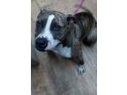 Adopt Peep a Brindle Mixed Breed (Medium) / Mixed Breed (Medium) / Mixed (short