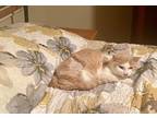 Adopt Ben a Orange or Red Tabby Domestic Shorthair / Mixed (short coat) cat in