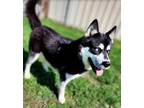 Adopt Flurry a Black - with White Siberian Husky / Mixed dog in Norwalk