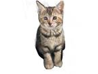 Adopt Kiki a Brown Tabby Tabby / Mixed (short coat) cat in Seguin, TX (41301956)