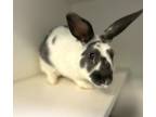 Adopt Dream a Other/Unknown / Mixed rabbit in Staten Island, NY (41301951)