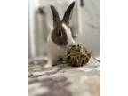 Adopt Rea a American / Mixed rabbit in Staten Island, NY (41301949)