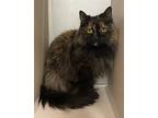 Adopt Spooky a Domestic Longhair / Mixed cat in Lincoln, NE (41298613)