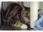 Adopt Illyana / Fl-23 a Domestic Shorthair / Mixed cat in Pomona, CA (41294151)
